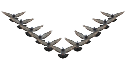 Flock of pigeons flying in V-formation isolated. Birds migrating together.