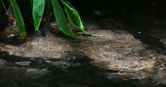 The babbling brook flows over the rocks