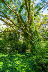 Obraz premium A large tree with green leaves and vines growing on it