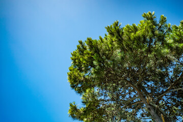 A tree with green leaves is in front of a blue sky