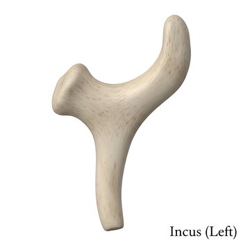 Smooth incus left bone representation showing anatomical shape for medical study research
