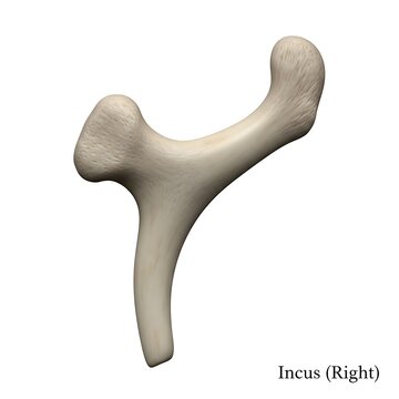 Detailed incus right auditory ossicle anatomical model isolated on white for health study