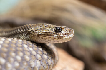 Fototapeta premium Snake closeup showing scale and eye details
