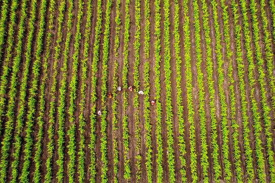 Aerial view of Indian turmeric field