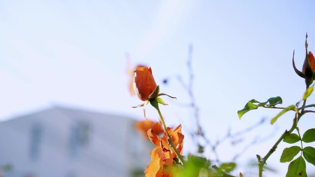 バラの蕾　オレンジ