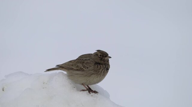 Eurasian Skylark in winter ambient (Alauda arvensis) - (4K)