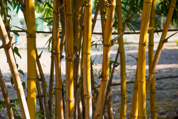 Obraz premium Golden bamboo forest in India