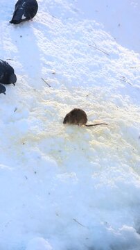 A brave little brown mouse fearlessly eating food on the snow-covered ground next to a flock of pigeons on a sunny winter day in an urban environment, showcasing nature's adaptability.