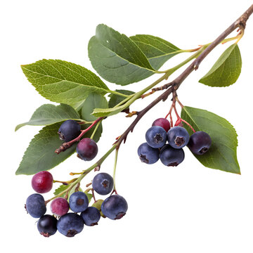 Vibrant saskatoon or serviceberry branch with ripe and unripe fruit against a dark background