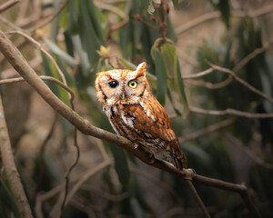 Obraz premium An eastern screech owl perched quietly on a branch, photographed in soft natural light with a gently blurred forest background.