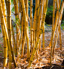 Obraz premium Golden bamboo forest in India