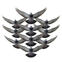 Fototapeta premium Flock of pigeons flying in diamond formation isolated. Birds migrating together.