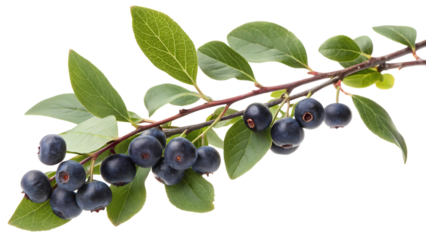 Fresh and ripe blueberries on a leafy branch, showcasing healthy organic fruit