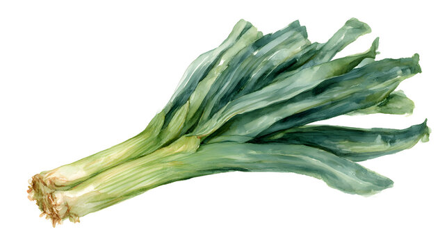 Freshly Harvested Leek: A watercolor illustration of fresh leeks displays the beauty of simple organic food.