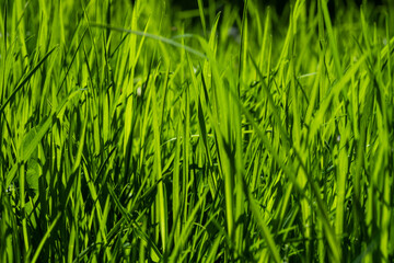 A vivid closeup of fresh green grass blades bathed in sunlight, revealing natural texture and detail. Great for nature, outdoor, and fresh growth themes in stock collections.