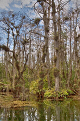 Obraz premium Bald Cypress, Taxodium distichum in Big Cypress National Preserve, Florida