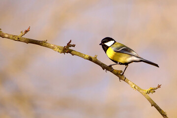 M&eacute;sange Charbonni&egrave;re