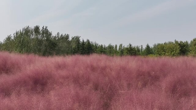 Pink Flower Field Sanmenxia China with Wooden Fence