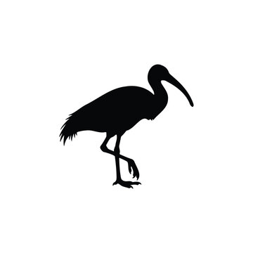 ibis bird silhouette icon vector flat design.