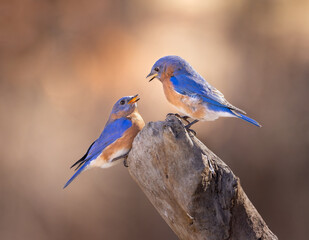 Obraz premium two male bluebirds on perch with colorful background