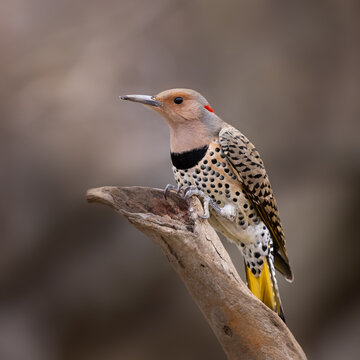 northern flicker on perch