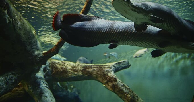 Shanghai, China. Arapaima Gigas Swims In Ocean Aquarium. Arapaima, Pirarucu, Or Paiche Is Species Of Arapaima Native To Basin Of Amazon River. Once Believed To Be Sole Species In Genus, It Is Among