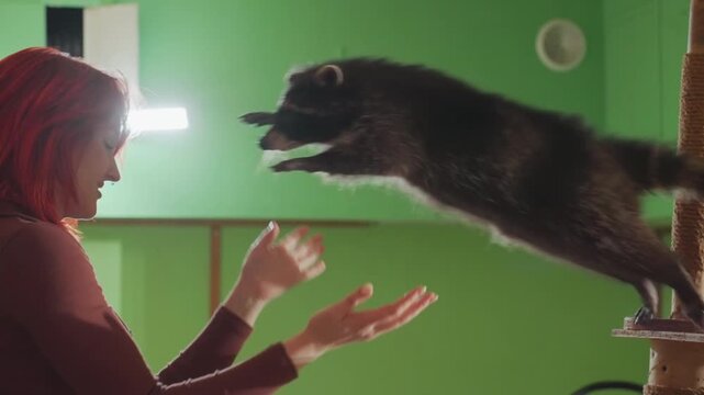 Redhaired Caucasian woman holding raccoon, gentle studio bonding scene with raccoon leaping onto hands, comforting embrace, green backdrop, soft light, rescuer checking animal for injuries, playful