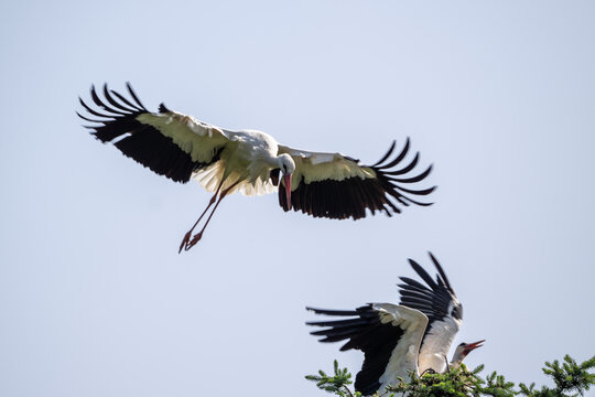 Freier oder St&ouml;renfried - Stoch attackiert sitzenden Storch - Balztanz? 