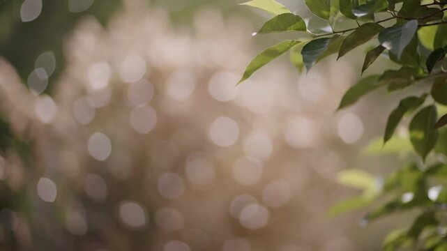 Boho Outdoor Background With Natural Light And Copy Space