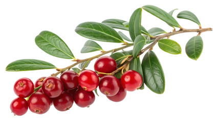 A vibrant branch of fresh, ripe cranberries with lush green leaves on a dark background