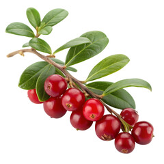 Fresh and vibrant cranberries on a branch with lush green leaves, ready for harvest