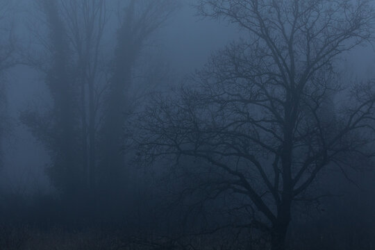 vista dettagliata degli alberi di un bosco di pianura, tra autunno ed inverno, in un ambiente con nebbia fitta e dai colori freddi