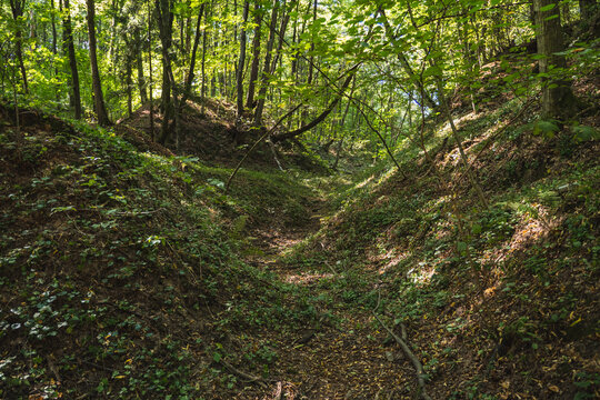 The natural landscape of loess gullies in a forest in Poland
