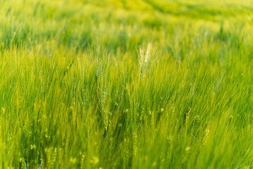 Fototapeta premium close-up on green rye growing in a field