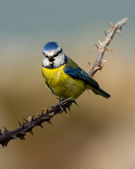 Naklejka premium Eurasian Blue Tit (Cyanistes caeruleus) - Common in gardens, woodlands and parks across Europe