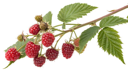 Freshly picked vibrant red raspberries on a thorny green branch with lush leaves