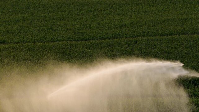 Aerial Sprinkler irrigation, Watering a field in a hot and dry summer.