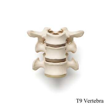 Human thoracic spine segment close up view three dimensional rendering showing t9 vertebrae anatomy