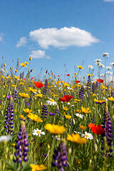 Field of colourful flowers. Summer flowers, beautiful wild flowers