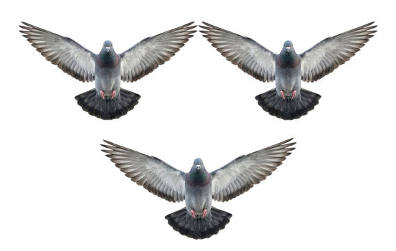 Three pigeons flying in formation isolated. Birds spreading wings.