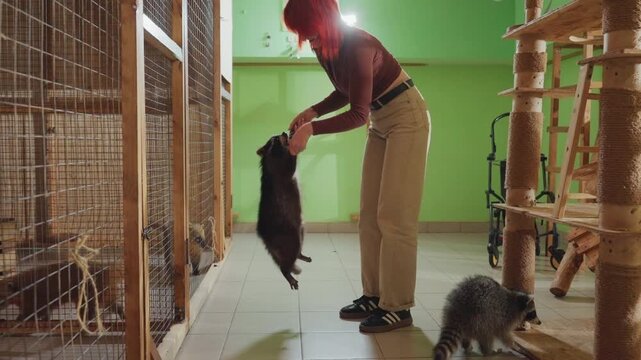 shelter volunteer feeding standing raccoon inside green room, gentle interaction by wire enclosure, volunteer offers treat as raccoon rises on hind legs, calm indoor lighting, humane rescue atmosphere