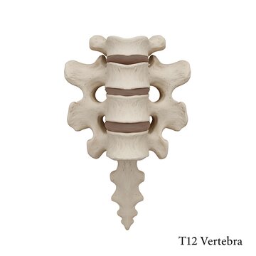 Anatomical model of thoracic twelve vertebra bone section on isolated white background 3d