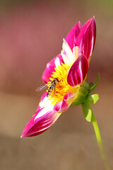 Syrphe sur une fleur de dahlia