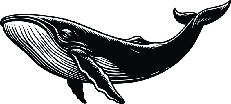 Majestic humpback whale illustration detailed linework in black and white representing ocean life and marine conservation isolated on white background