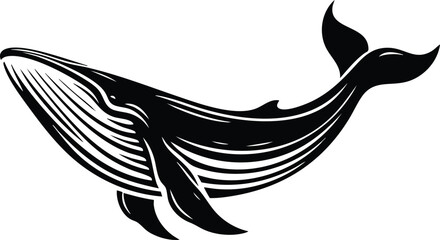 Stylized humpback whale illustration black and white graphic design element for marine life themes isolated on white isolated on white background © Md Hasan