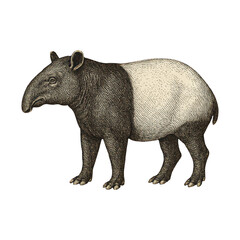PNG Vintage tapir illustration art.