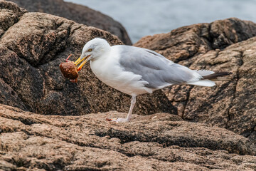 Herring gull eating a soft shelled crab © MaryHerronPhoto