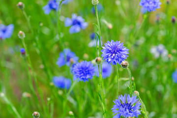 Delicate blue cornflower flowers blooming in a lush green summer meadow. Natural summer scene with soft bokeh background, fresh wildflowers, thin stems and vibrant blue petals in sunlight.