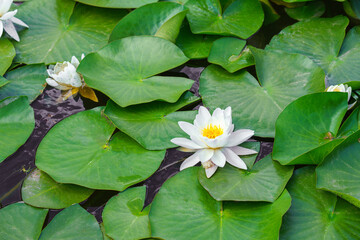 Aquatic plant, white water lily with yellow center, Nymphaea alba floating on green leaves in calm pond water symbolizing purity tranquility and summer nature