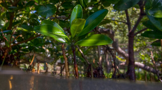 Closeup of a young Red Mangrove in the interior of a Red Mangrove forest, Rhizophora mangle